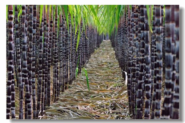 循环流化床锅炉的基本特点是什么？？？