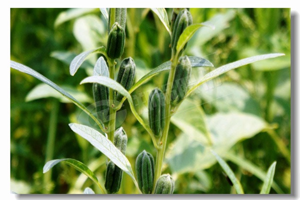 循环流化床锅炉内有传热历程有哪些？